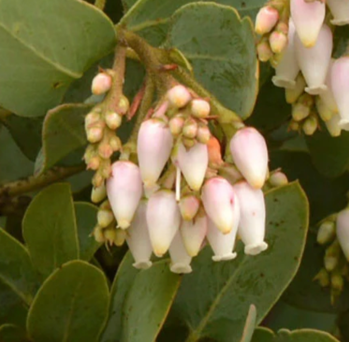 Arctostaphlos Glauca - Bigberry Manzanita (5 Gallon)