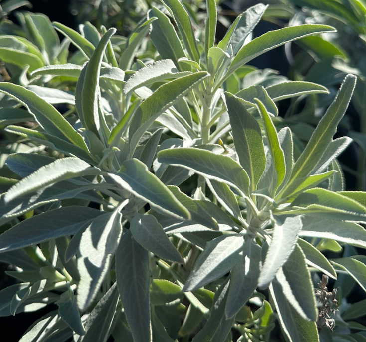 Salvia apiana ‘Compacta’ (5 Gallon) Dwarf California White Sage