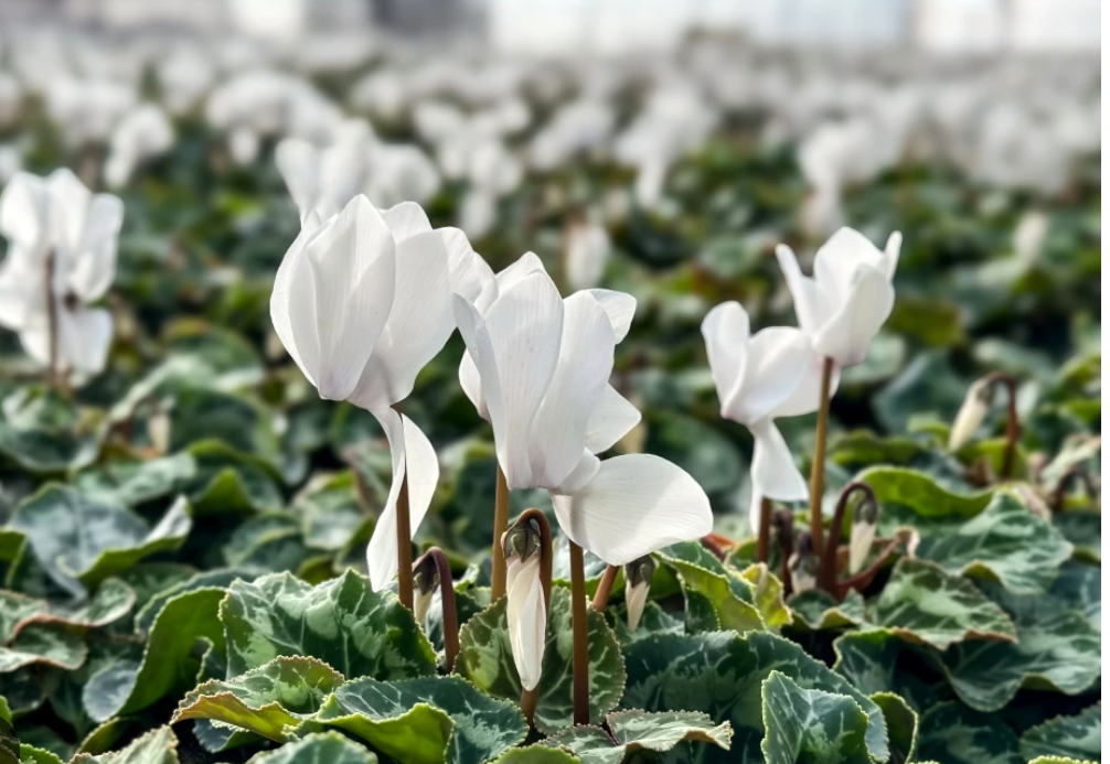 Premium Flowering Cyclamen Flat of 4" (16 qty per flat)