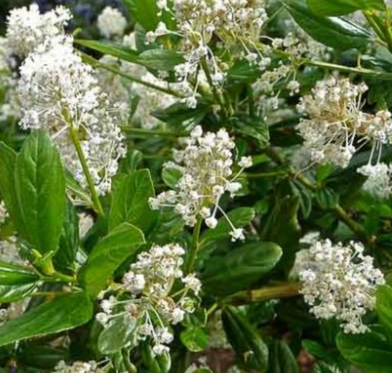 Ceanothus Thyrsiflorus 'Snow Flurry' (5 Gallon)