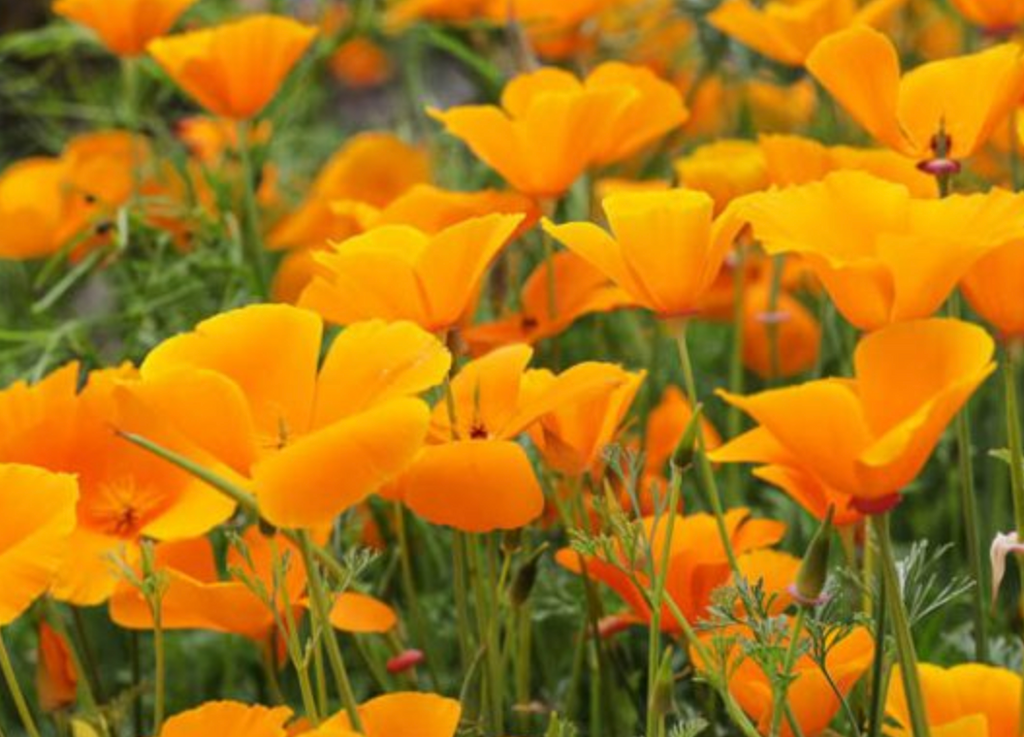 Eschscholzia Californica - California Poppy (1 Gallon)
