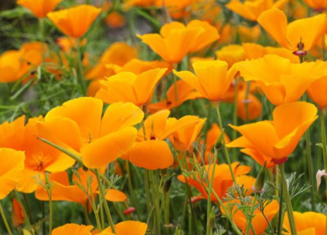 Eschscholzia Californica - California Poppy (1 Gallon)