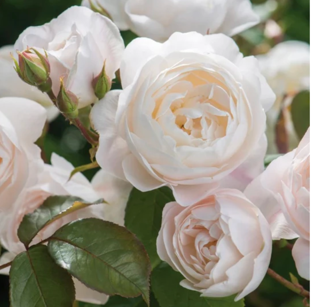 Desdemona™ English Rose Shrub