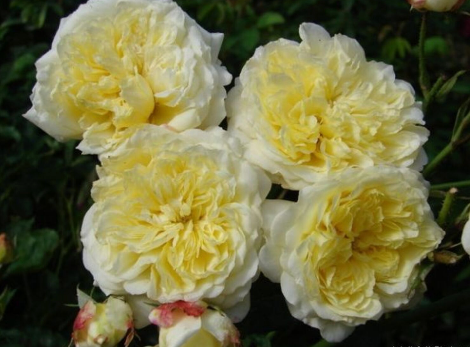 The Pilgrim® - Climbing English Rose