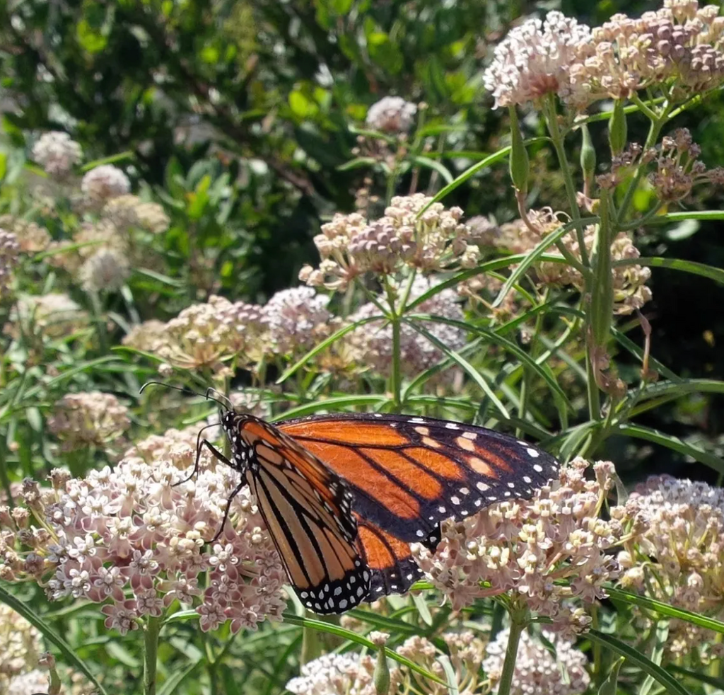 ASCLEPIAS fascicularis 'Narrowleaf Milkweed' (1 Gallon)