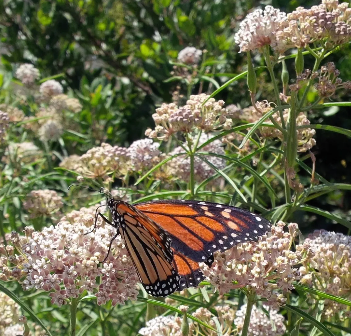 ASCLEPIAS fascicularis 'Narrowleaf Milkweed'