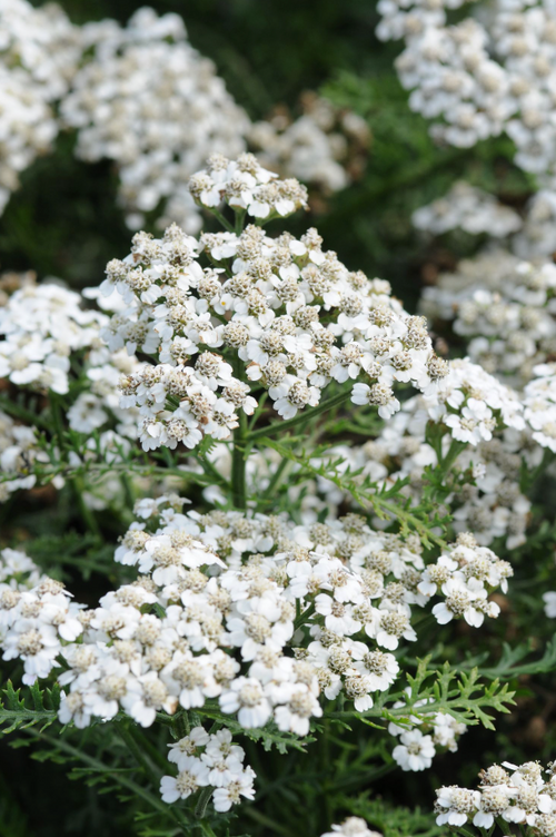 ACHILLEA m. 'New Vintage™ White'