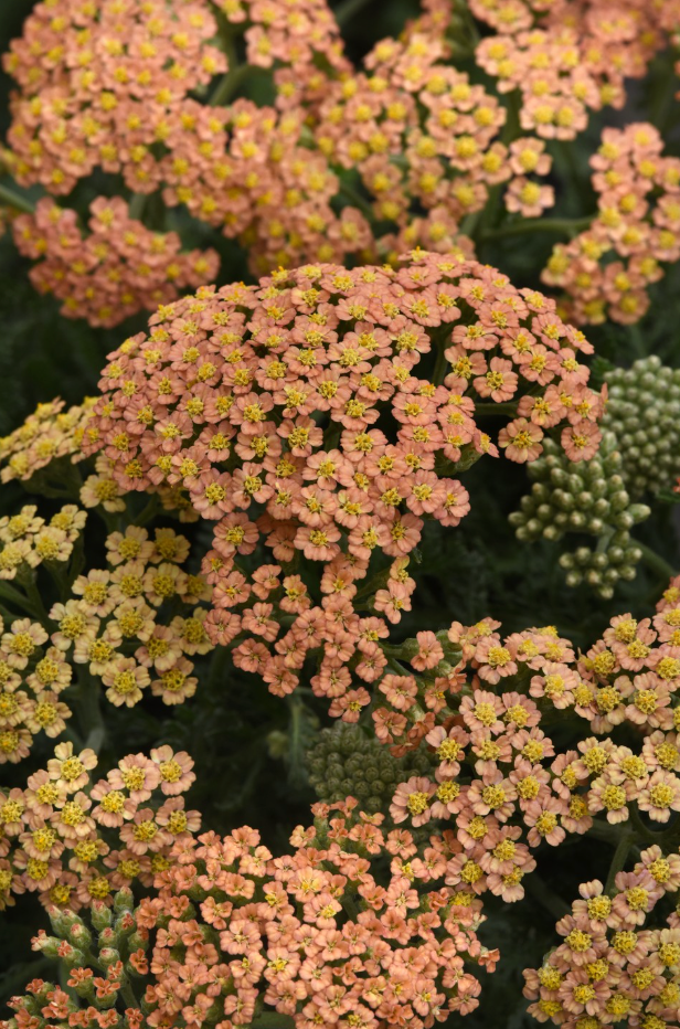 ACHILLEA m. 'New Vintage™ Terracotta'