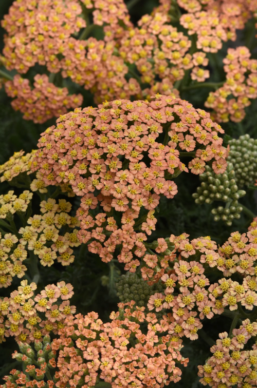 ACHILLEA m. 'New Vintage™ Terracotta'