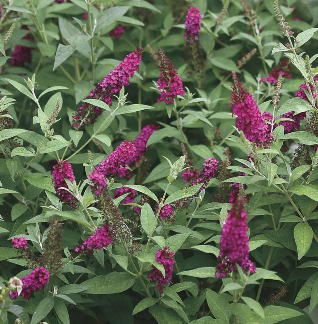 BUDDLEIA h. Chrysalis™ 'Cranberry' (1 Gallon)