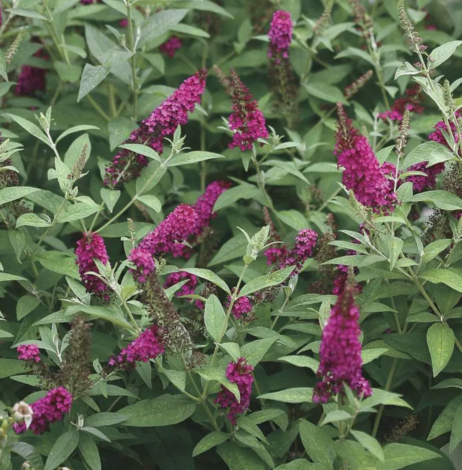 BUDDLEIA h. Chrysalis™ 'Cranberry' (1 Gallon)