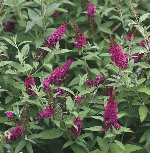 BUDDLEIA h. Chrysalis™ 'Cranberry' (1 Gallon)
