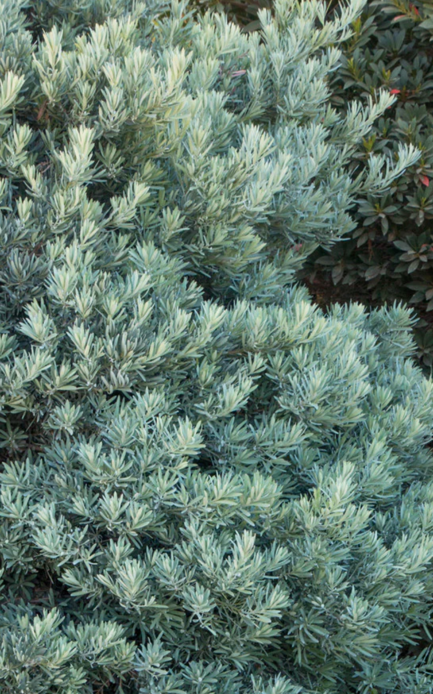 Podocarpus 'Icee Blue' Yellow Wood (15 gallon)