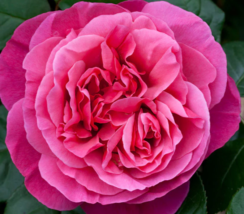 Dee-Lish® Rose Tree 36" (5 Gallon)
