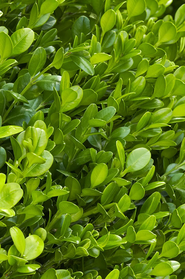 Boxwood 'Winter Gem' (1 and 5 Gallon)