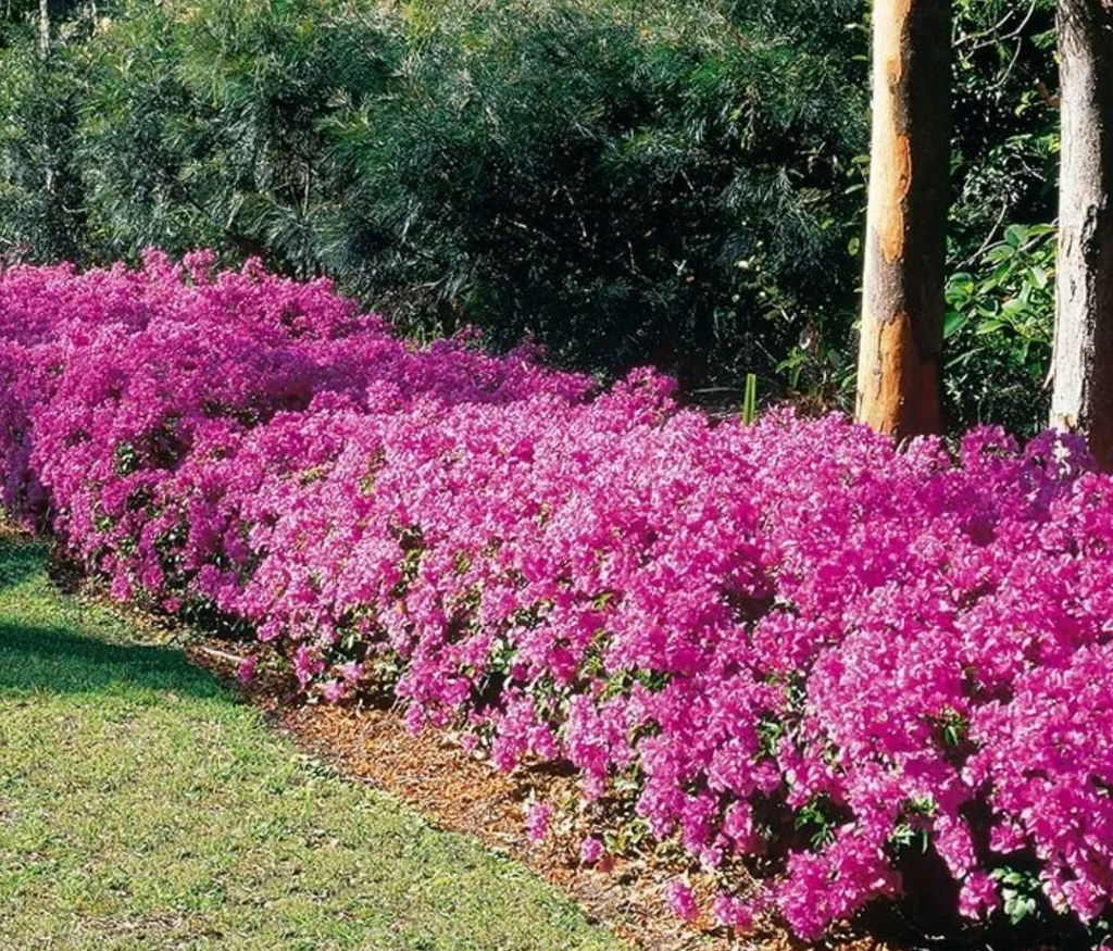 Bougainvillea BAMBINO® Lilac (1 Gallon)