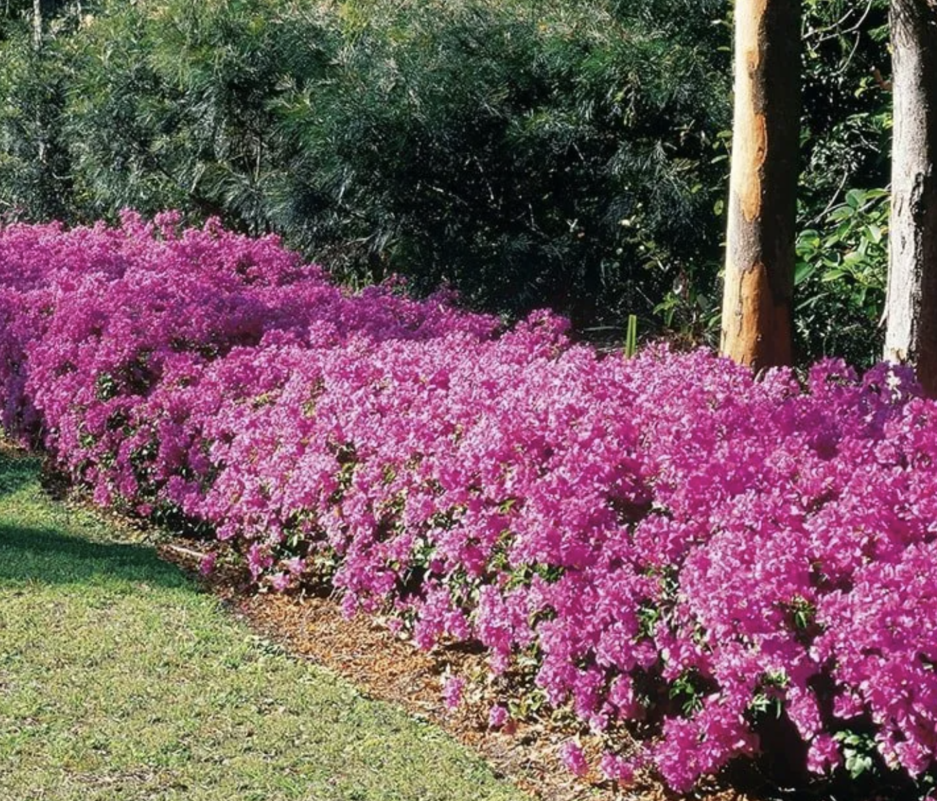 Bougainvillea BAMBINO® Lilac (1 Gallon)