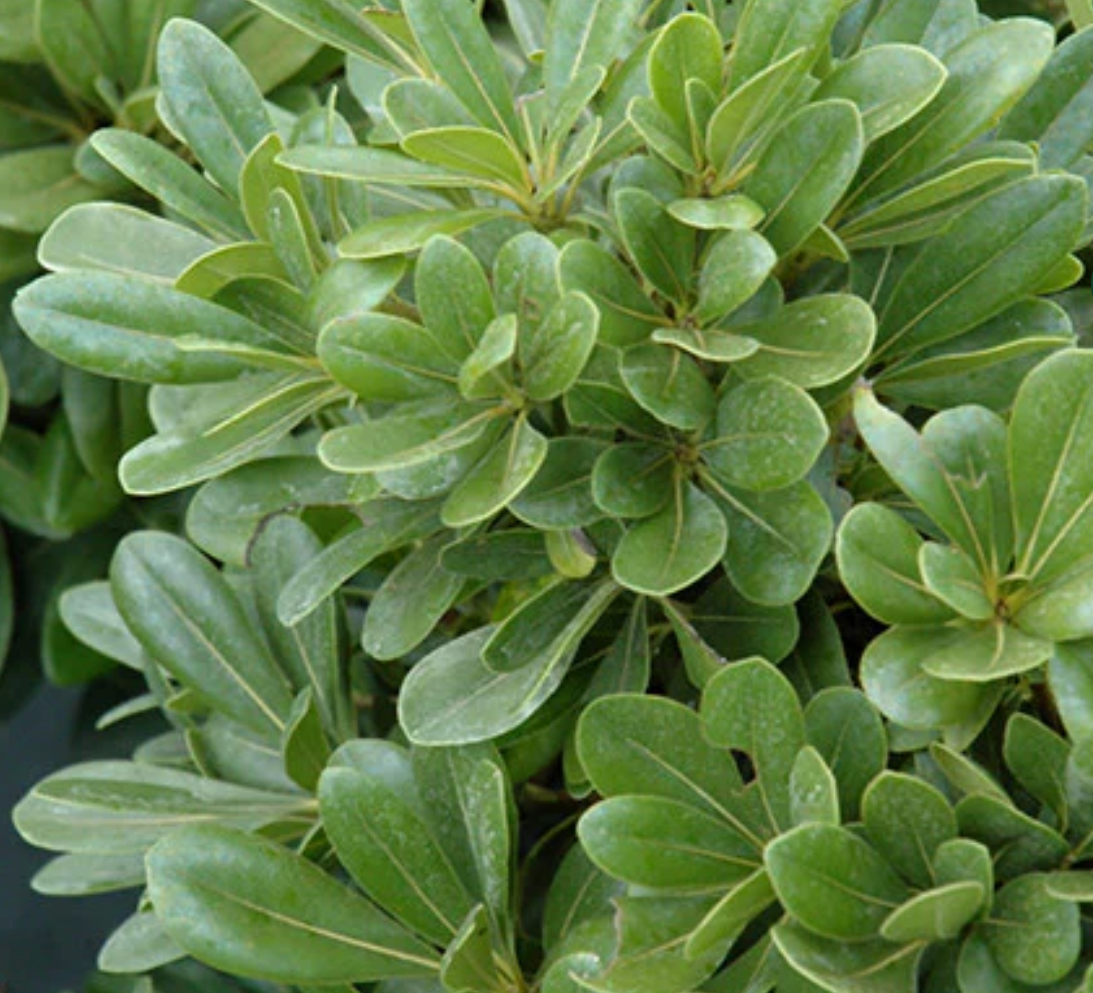 Pittosporum 'Wheeler's Dwarf' torbria wheelerii (5 Gallon)