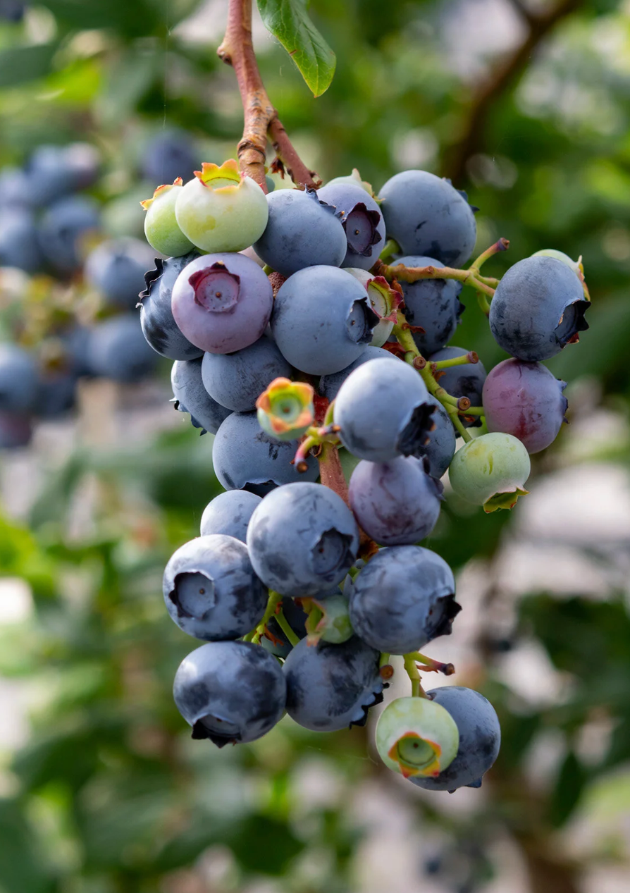 Jewel Southern Highbush Blueberry (7 Gallon)
