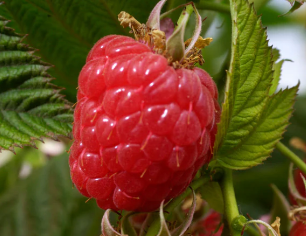 Raspberry Red 'Baba Berry' (2 Gallon)