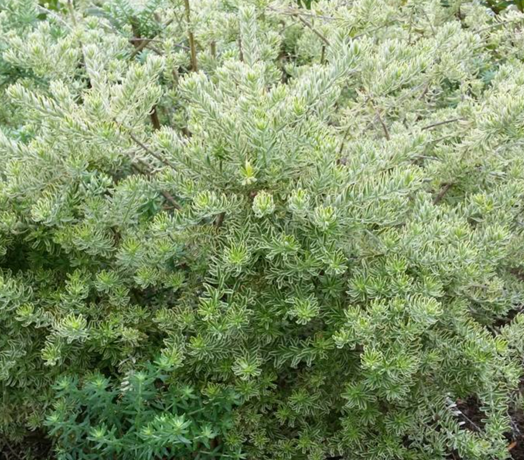 Westringia Fruticosa Rosemary 'Morning Light' (1 Gallon)
