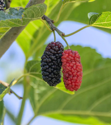 Mulberry Teas' Weeping Morus alba (fruiting) (5 Gallon)