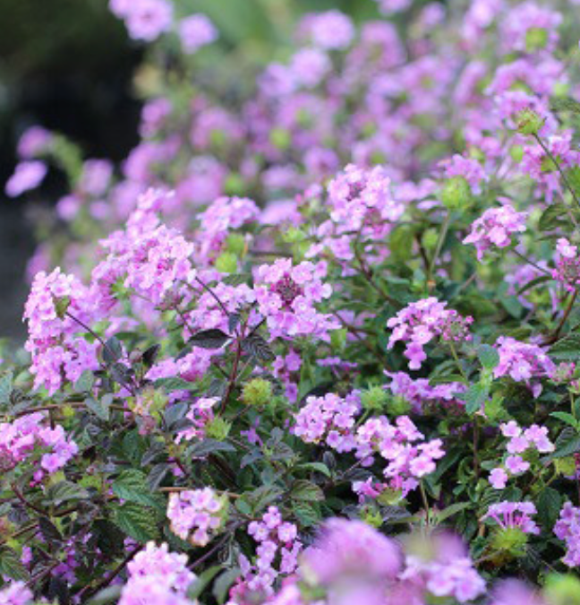 Lantana Sellowiana Trailing Purple (1 Gallon)