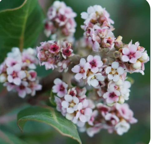 Lemonade Berry Plant (Rhus integrifolia) 1 and 5 Gallon