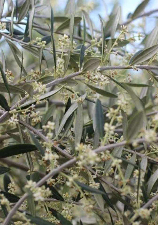 Olive 'Wilsonii' Olea europaea Fruitless (15 Gallon)
