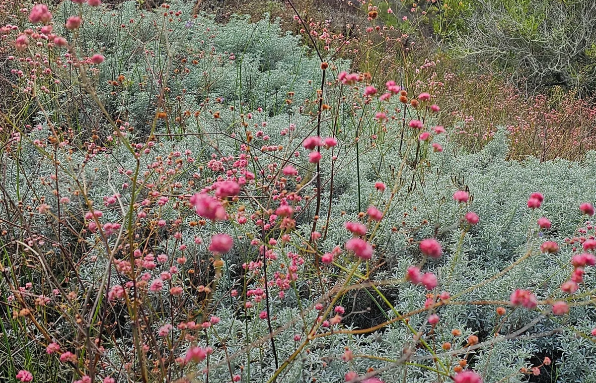 Eriogonum Grande var rubescens (5 Gallon) Red Buckwheat