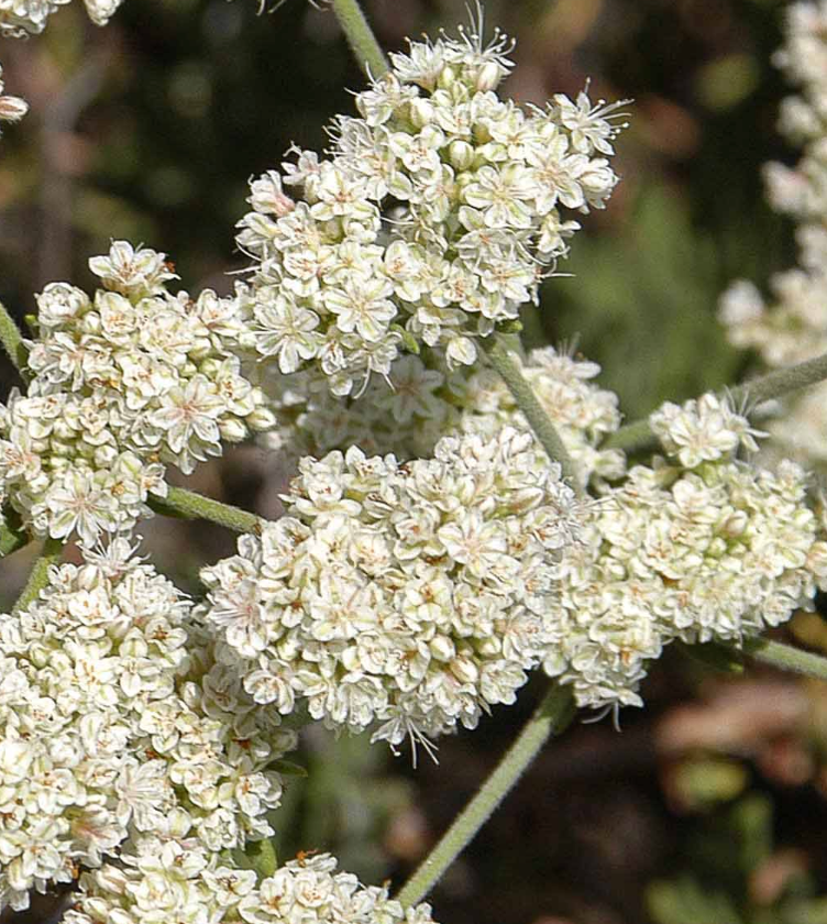 Eriogonum fasciculatum var fasciculatum (5 Gallon) California Buckwheat