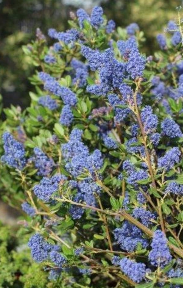 Ceanothus 'Ray Hartman' California Lilac (5 Gallon)