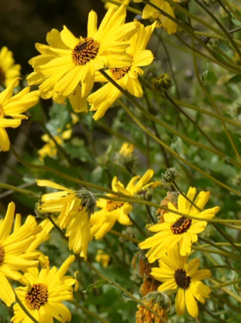 Encelia Californica - California Coastal Sunflower (5 Gallon)