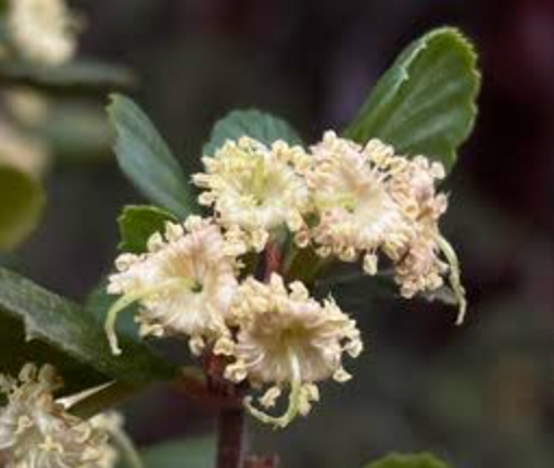 Cercocarpus minutiflorus - San Diego Mountain Mahogany (15 Gallon)