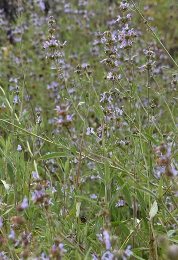 Salvia Mellifera - Black Sage (5 Gallon)