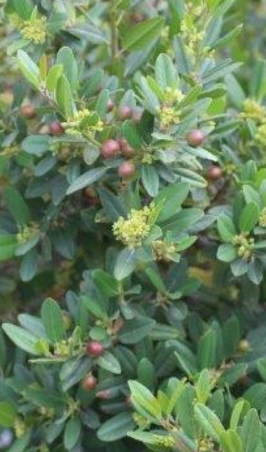 Frangula Californica 'Mound San Bruno' (1 Gallon) Coffeeberry