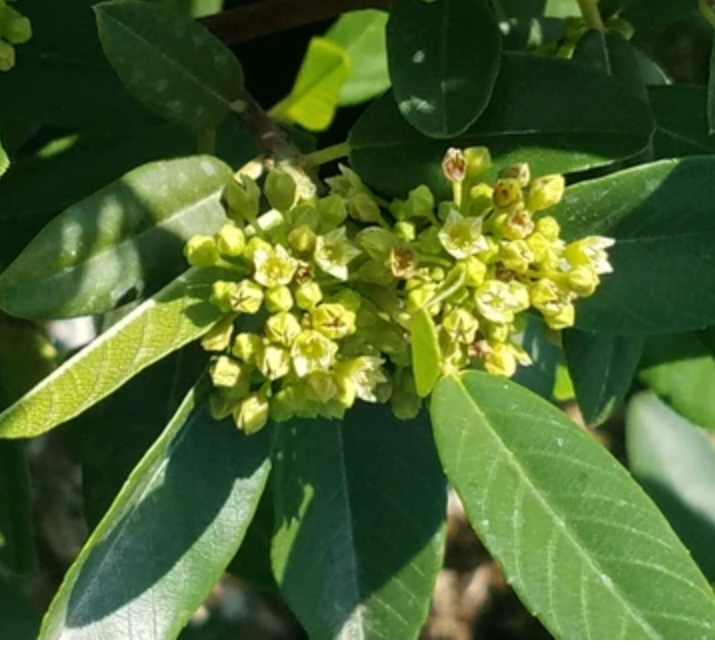 Frangula Californica 'Mound San Bruno' (1 Gallon) Coffeeberry