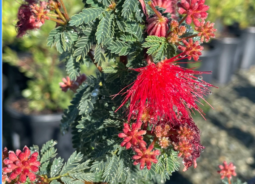 Calliandra Californica - Baja fairy duster (5 Gallon)