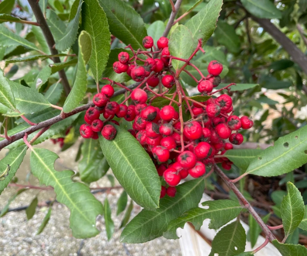 Heteromeles Arbutifolia - Toyon (5 Gallon)