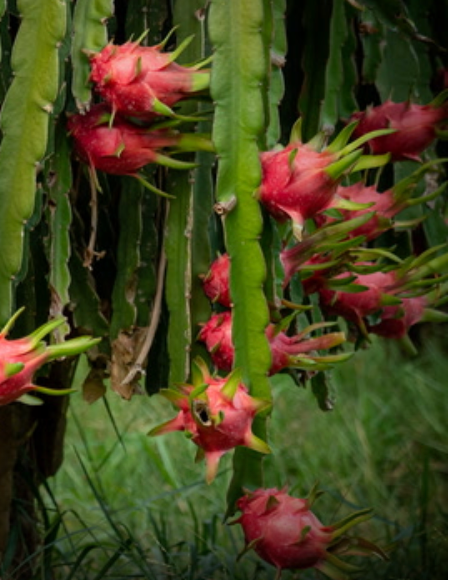 Red Dragon Fruit (7 Gallon) Selenicereus spp.