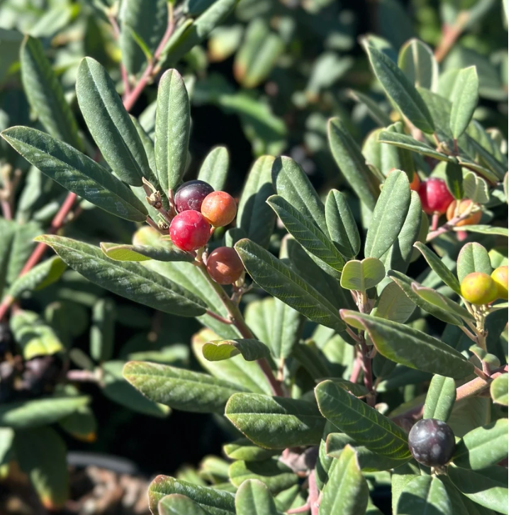 Rhamnus Californica 'Eve Case' (5 Gallon) Coffeeberry
