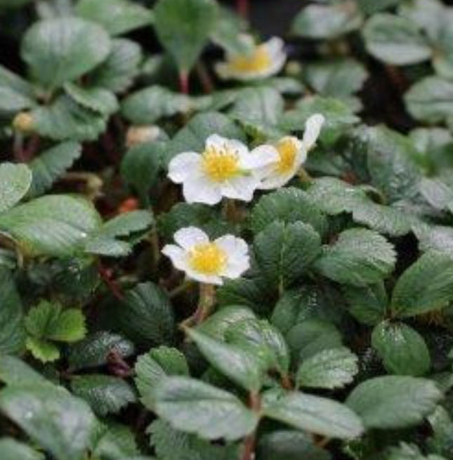 Fragaria Chiloensis - Beach Strawberry (1 Gallon)
