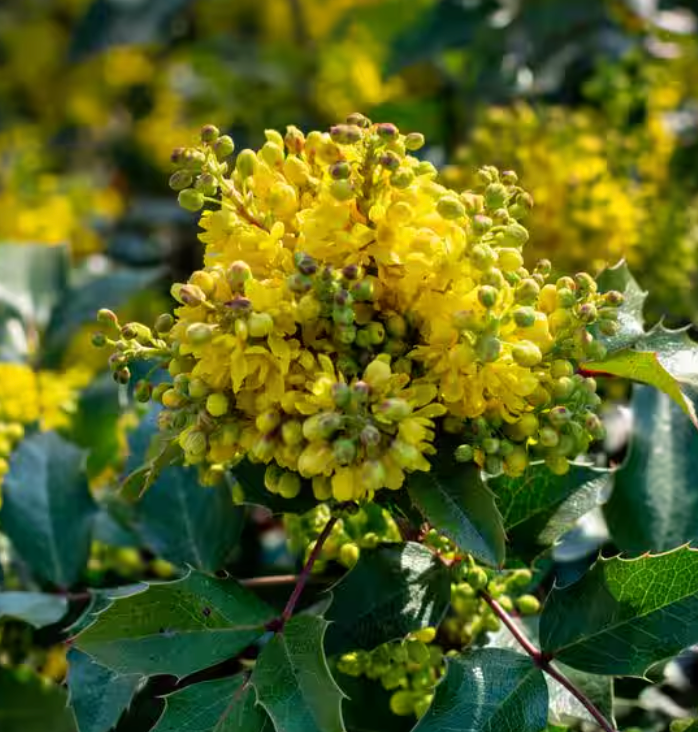 Mahonia Aquifolium - Oregon Grape (1 Gallon)