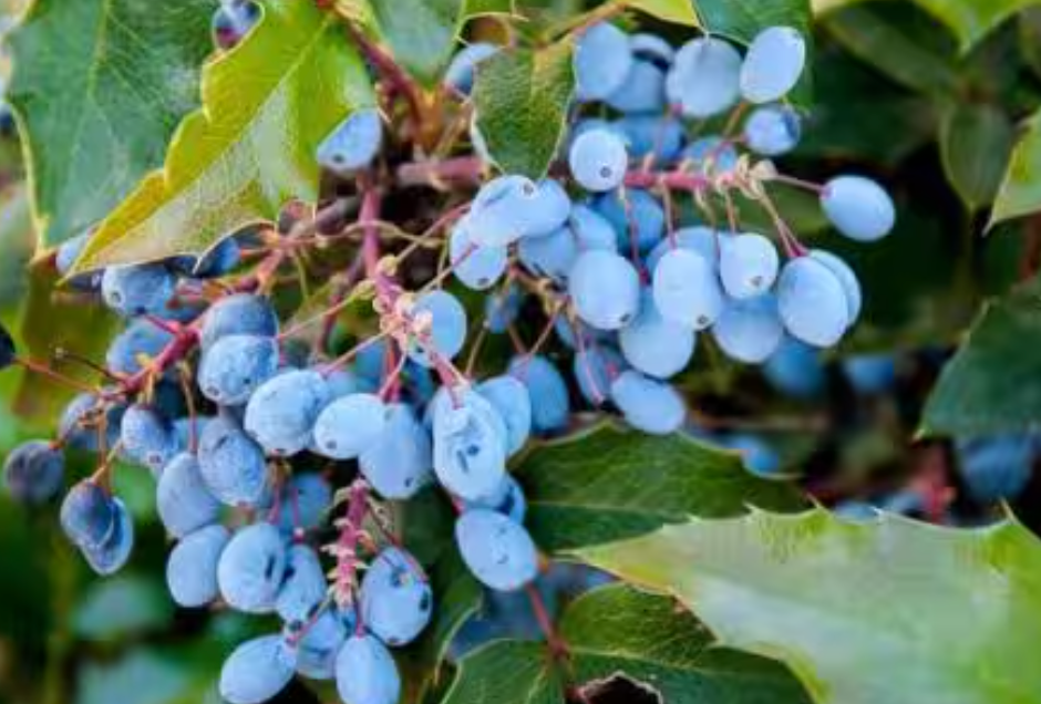 Mahonia Aquifolium - Oregon Grape (1 Gallon)