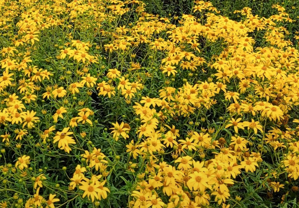 Bahiopsis Laciniata - San Diego Sunflower (1 Gallon)