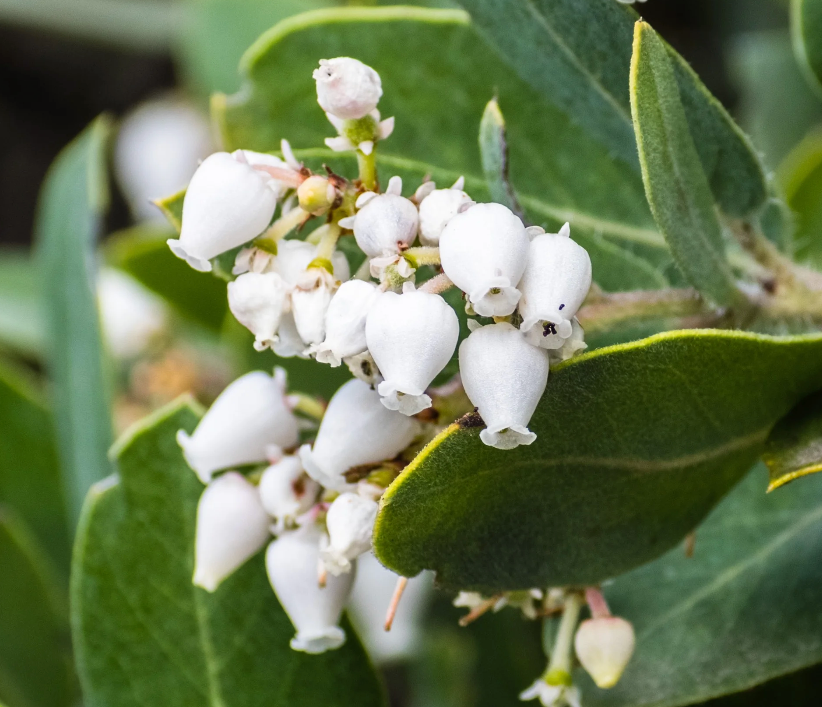 Arctostaphylos Densiflora 'Howard McMinn' (5 Gallon) Manzanita