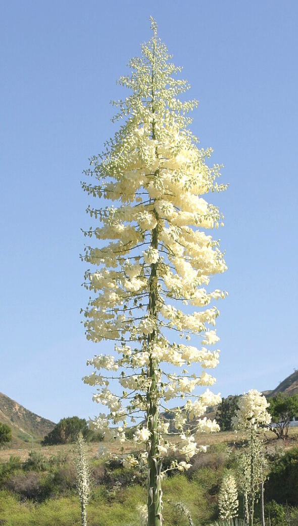 Hesperoyucca Whipplei - Chaparral yucca (1 Gallon)
