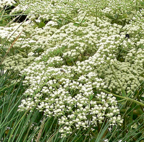 Eriogonum Giganteum - St. Catherine's Lace (1 gallon)