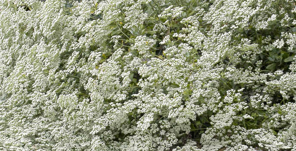 Eriogonum Giganteum - St. Catherine's Lace (1 gallon)
