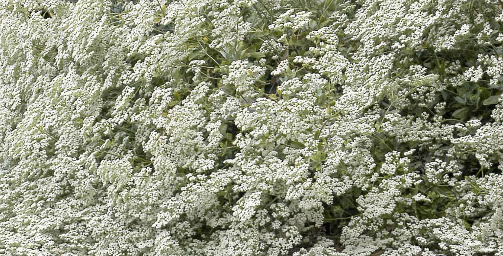 Eriogonum Giganteum - St. Catherine's Lace (1 gallon)
